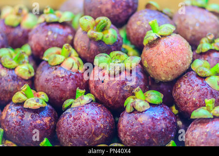 Extra jumbo size of the purple mangosteen (Garcinia mangostana) for sale at the fruit market. Close up texture background surface of organic violet ma Stock Photo