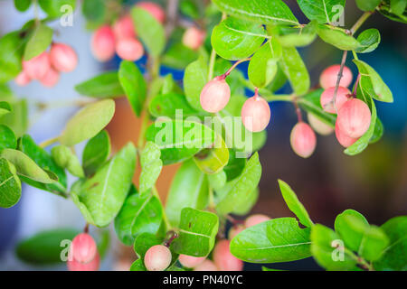 Organic Karanda (Carissa carandas) fruit on tree for sale at the plant market. Bengal currant fruit is a rich source of iron, so it sometimes used in  Stock Photo