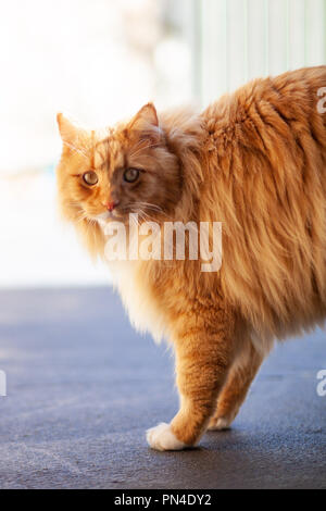 Ginger cat looking intensely - vertical image Stock Photo