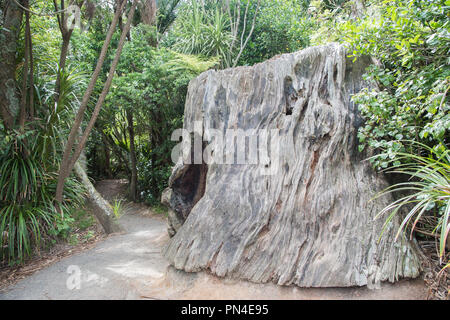 Large old tree base with buttressed hole to walk through in the tropical rainforest in Waitakere, Auckland, New Zealand Stock Photo