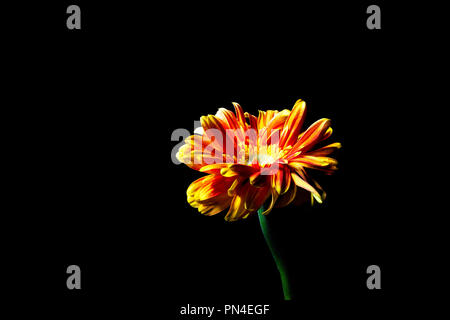 Red orange daisy glowing in the dark with copy space Stock Photo