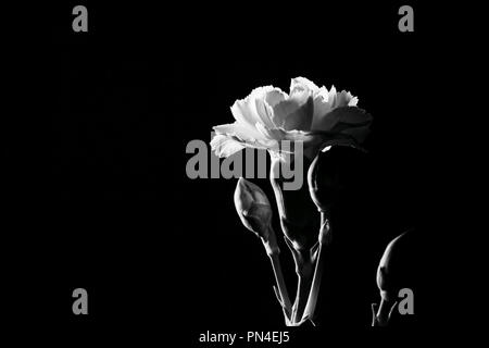 Tender White Carnation flower on black background with copy space. Black and white image Stock Photo