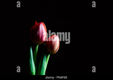 Two beautiful red tulips isolated on black background with copy space Stock Photo