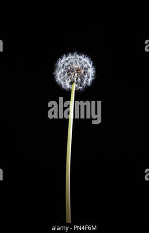 Lonely dandelion on long stem glowing on black background - vertical image Stock Photo