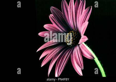 African daisy glowing on dark background with copy space Stock Photo