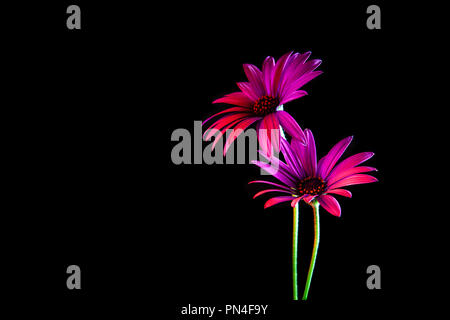 Two beautiful daisies glowing vividly in the dark with copy space Stock Photo
