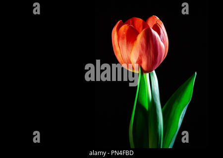 Extreme closeup of beautiful red tulip glowing on black background with copy space Stock Photo