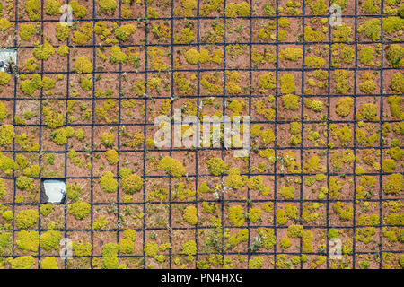 Aerial view of grid plantings of green roof Stock Photo