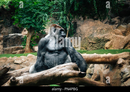 Portrait of big black gorilla sitting on log at the zoo, outdoor in Loro Park, Tenerife, Canary islands, Spain Stock Photo