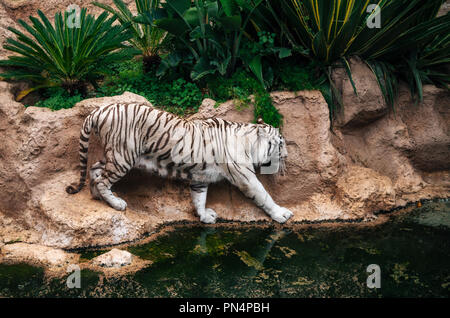 White bengal tiger walks around pond in Loro Parque zoo, Puerto de la Cruz, Tenerife, Spain. Stock Photo