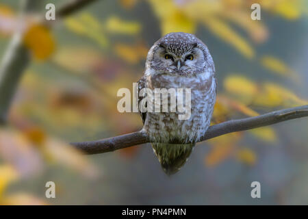 Tengmalm's Owl, Aegolius funereus, autumn, Germany Stock Photo