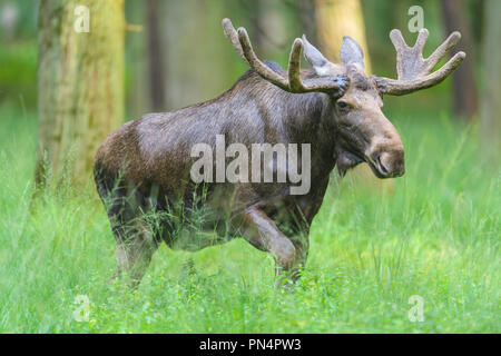 Moose, Elk, Alces alces, Germany, Europe Stock Photo