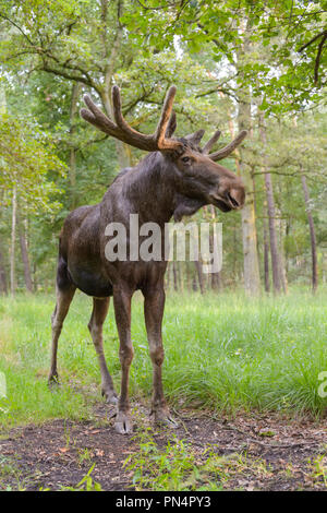 Moose, Elk, Alces alces, Germany, Europe Stock Photo