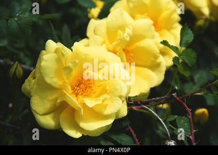 Three yellow roses lined up in a row on a shrub Stock Photo