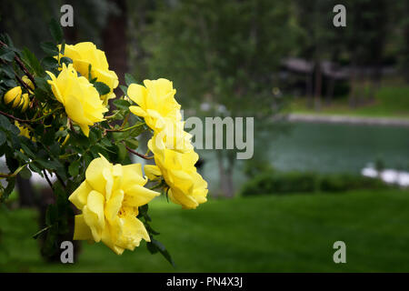 Sprig of yellow roses with Flathead Lake in the background Stock Photo