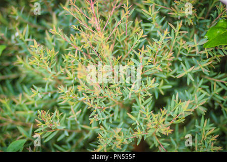 Green Common juniper (Juniperus communis) tree bush in the garden. Juniperus communis, the common juniper, is a species of conifer in the genus Junipe Stock Photo