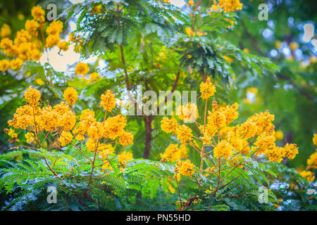 Photo Of Copper Pod Flower ( Yellow Flame, Yellow Poinciana Or Peltophorum  Pterocarpum (DC.) K.Heyne ) And Green Leaves Under The Blue Sky In The  Park, Close Up Stock Photo, Picture and