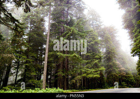 Tall Redwood forest and trees shrouded in fog with a roadway running through it. Stock Photo