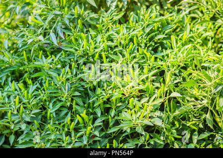 Organic green bird's eye chili, bird eye chili, bird's chili, chile de arbol, or Thai chili fruits on tree bush with green leaves background. Stock Photo