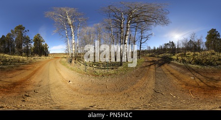 360° view of Quaking Aspen Spring - Alamy