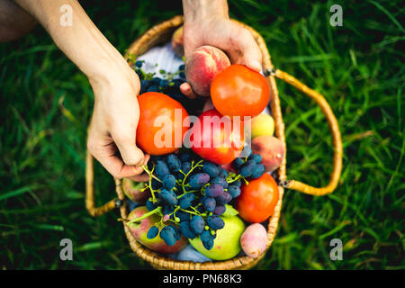 close up hands collect fresh tomato and grapes with peaches in basket on grass Stock Photo