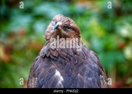 Lesser spotted eagle (Clanga pomarina / Aquila pomarina), National Park Bavarian Forest Stock Photo