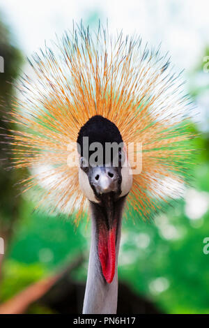 Portrait of wild grey crowned crane against jungle. Close up view of crane head with crest looking at camera on green background. Wildlife and Africa  Stock Photo