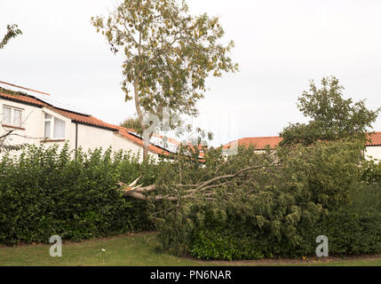 Washington, UK. 20th Sept. 2018. UK Weather: Tree felled by storm Ali fortunately missing adjacent houses in Fatfield Washington. (c) Washington Imaging/Alamy Live News Stock Photo