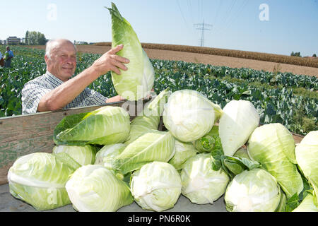 20 September 2018, Baden-Wuerttemberg, Leinfelden-Echterdingen: Farmer Richard puts the first foliage heads on a trailer. The heads of Filderkraut are smaller than last year due to the hot and dry summer. Photo: Oliver Willikonsky/dpa Stock Photo