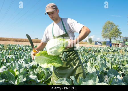 20 September 2018, Baden-Wuerttemberg, Leinfelden-Echterdingen: Farmer Helmut Hizele harvests a cabbage head at the start of the cabbage season. The heads of Filderkraut are smaller than last year due to the hot and dry summer. Photo: Oliver Willikonsky/dpa Stock Photo