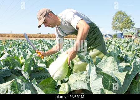 20 September 2018, Baden-Wuerttemberg, Leinfelden-Echterdingen: Farmer Helmut Hizele harvests a cabbage head at the start of the cabbage season. The heads of Filderkraut are smaller than last year due to the hot and dry summer. Photo: Oliver Willikonsky/dpa Stock Photo