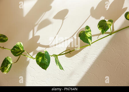 ivy green leaves and shadow on the wall Stock Photo