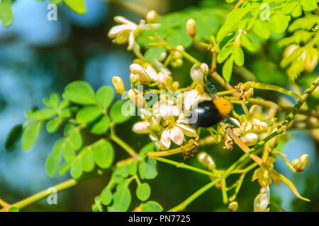 Blurry carpenter bee (Xylocopa latipes) is flying on Moringa oleifera tree with white flowers. Selective focus. Stock Photo