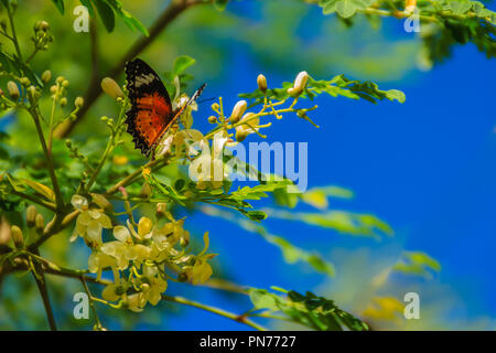 Cute leopard lacewing butterfly (Cethosia cyane), a species of heliconiine butterfly. Beautiful orange black white spotted butterfly perching on wild  Stock Photo