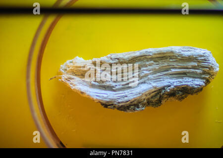 Amphibole silicate mineral that commonly found in metamorphic rocks. Stock Photo