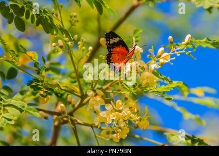 Cute leopard lacewing butterfly (Cethosia cyane), a species of heliconiine butterfly. Beautiful orange black white spotted butterfly perching on wild  Stock Photo