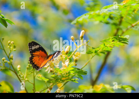 Cute leopard lacewing butterfly (Cethosia cyane), a species of heliconiine butterfly. Beautiful orange black white spotted butterfly perching on wild  Stock Photo