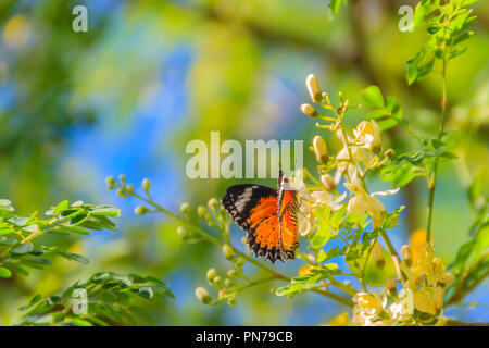 Cute leopard lacewing butterfly (Cethosia cyane), a species of heliconiine butterfly. Beautiful orange black white spotted butterfly perching on wild  Stock Photo