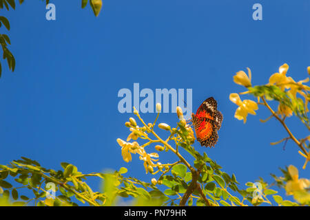 Cute leopard lacewing butterfly (Cethosia cyane), a species of heliconiine butterfly. Beautiful orange black white spotted butterfly perching on wild  Stock Photo