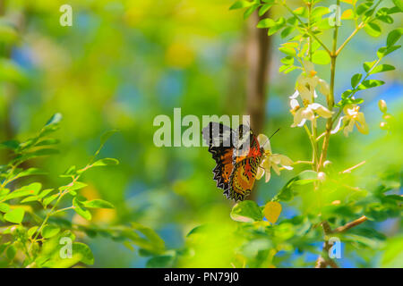 Cute leopard lacewing butterfly (Cethosia cyane), a species of heliconiine butterfly. Beautiful orange black white spotted butterfly perching on wild  Stock Photo