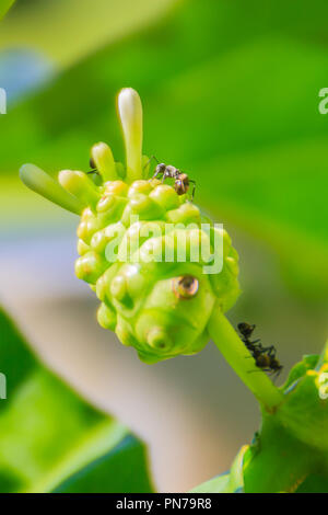 Young green Morinda citrifolia fruit on tree, also known as great morinda, Indian mulberry, noni, beach mulberry, and cheese fruit. Stock Photo