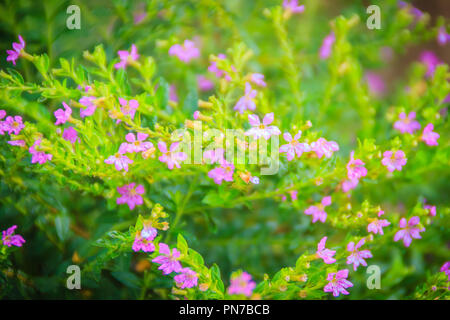 Beautiful purple Cuphea hyssopifolia flower, also known as false heather, Mexican heather, Hawaiian heather or elfin herb Stock Photo