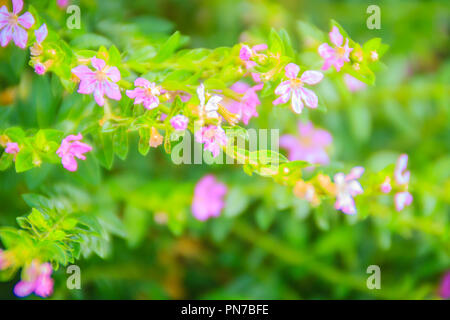 Beautiful purple Cuphea hyssopifolia flower, also known as false heather, Mexican heather, Hawaiian heather or elfin herb Stock Photo