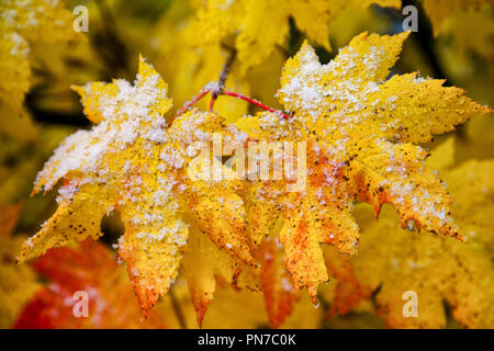 Yellow autumn maple leaves with early snow on them in October Stock Photo