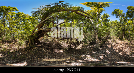 360 degree panoramic view of Spider's web following bushwalk path - Castaway Island Resort - Qalito Island - Fiji Islands