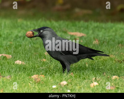 A sharp-eyed jackdaw holds a walnut in its beak while standing on green grass scattered with fallen leaves Stock Photo