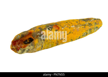 rotten papaya on white isolate background Stock Photo