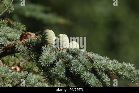 Cones growing on a branch of a Cedar Tree (Cedrus libani) Cedar of Lebanon or Lebanon Cedar  in the UK. Stock Photo