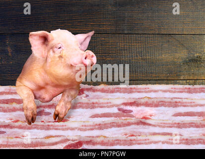 Pig looking out over layers of lards on dark wooden background. Sign-board for butcher's shop. Meat sale. Raw pork meat. Pieces of fresh pork in shop Stock Photo