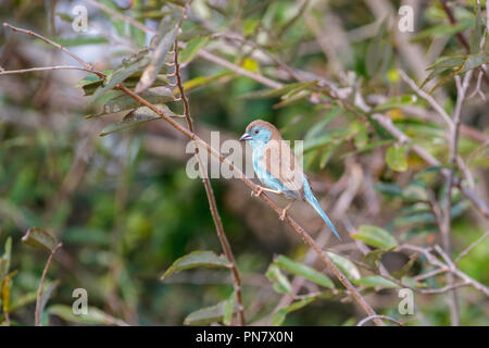 Blue Waxbill Uraeginthus angolensis Mkuze, South Africa 23 August 2018     Adult      Estrildidae Stock Photo